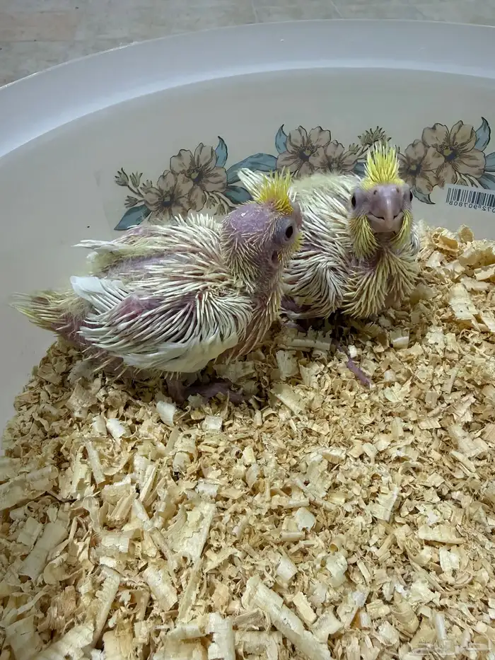 فرخين كروان غر لاتينو ماشاء الله صحه ونظافه 0