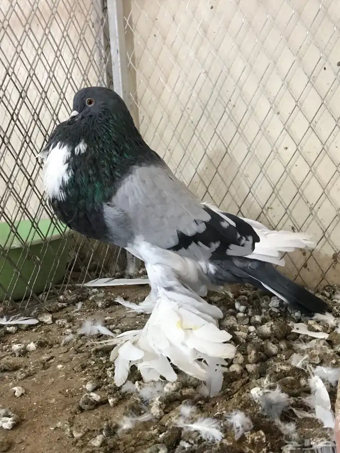 للبيع فحل ابو مريان هلال 4