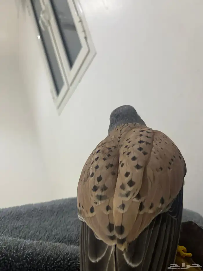 باشق للبيع متدرب وصحته ممتازه مع وكر ودس وسبوق 1