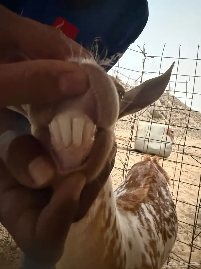 معزا مواليد 6