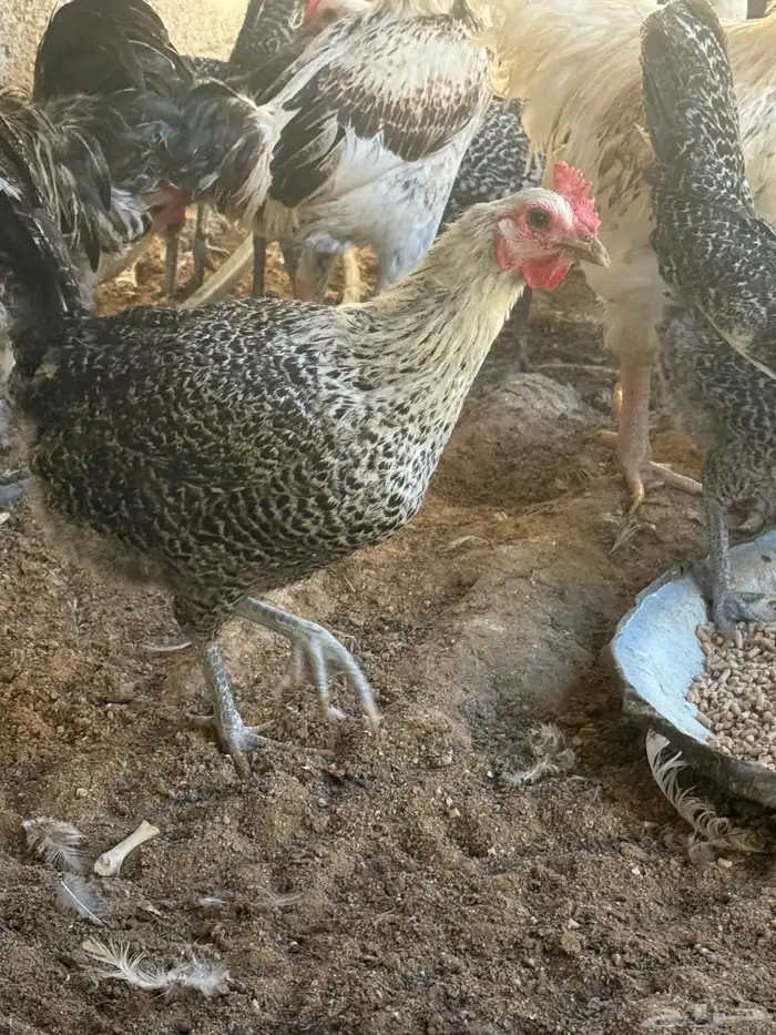 دجاج فيومي شبابي بياض 3