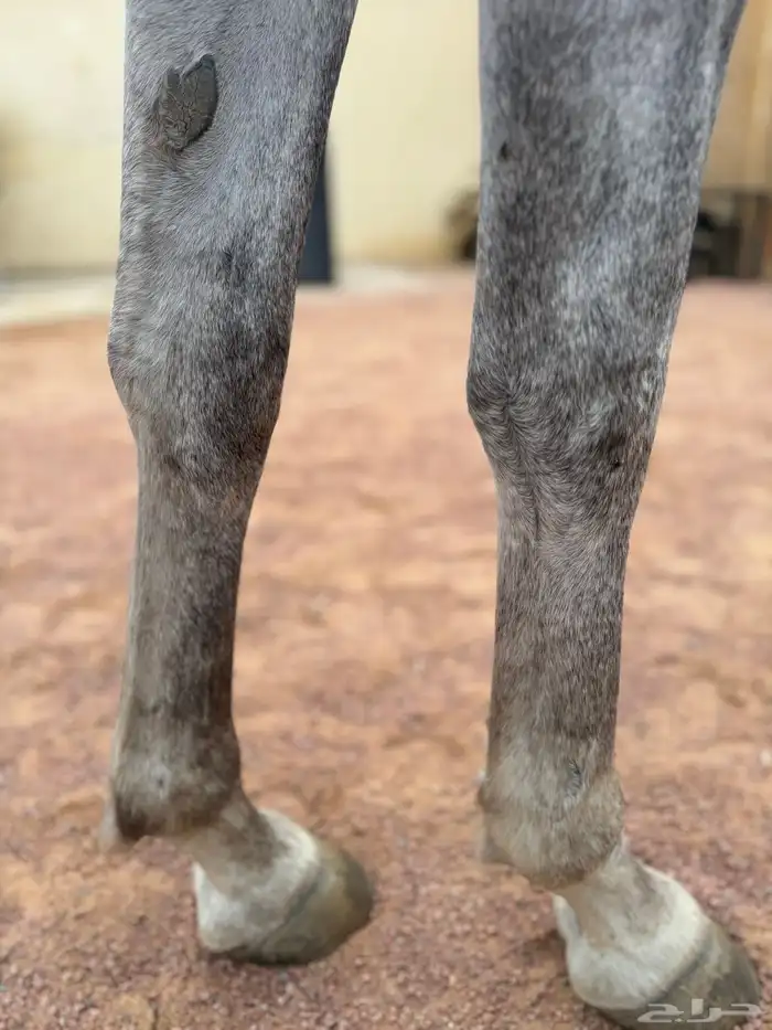 فرس شعبيه شيخه 4