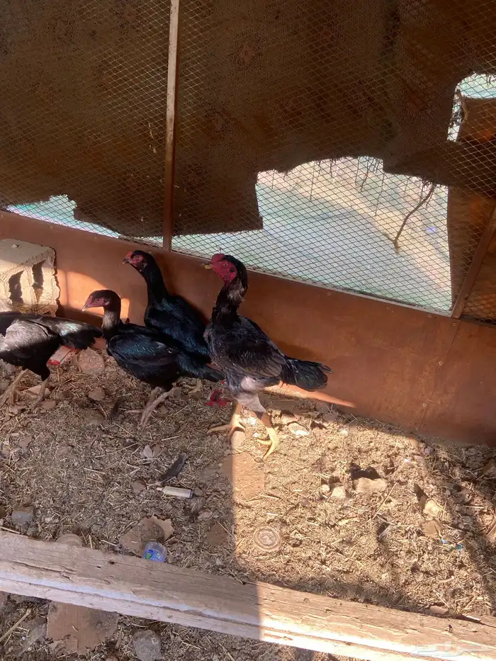 دجاج شامو اسود لاماع 9