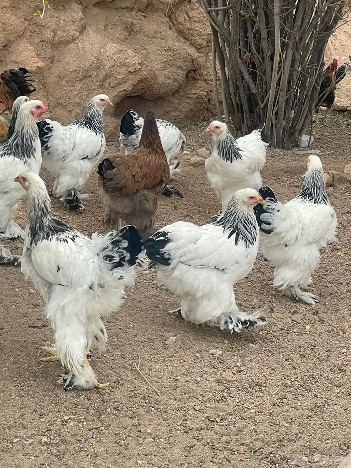 دجاج براهما كولمبي   بو 0