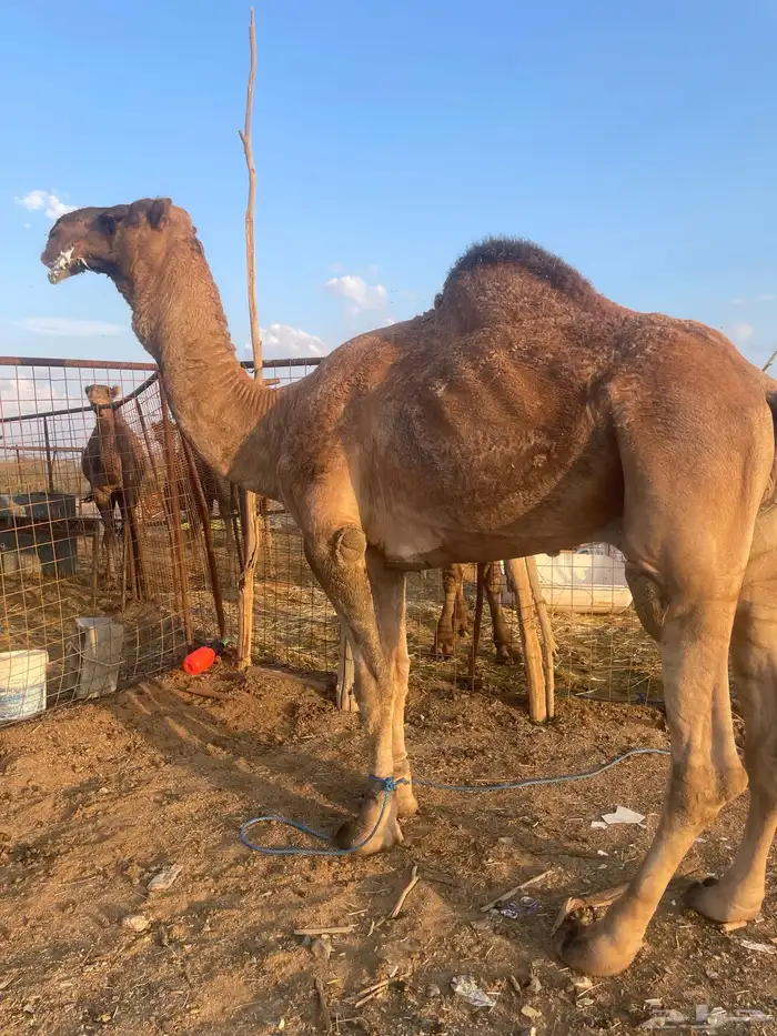 جمل احمر 1