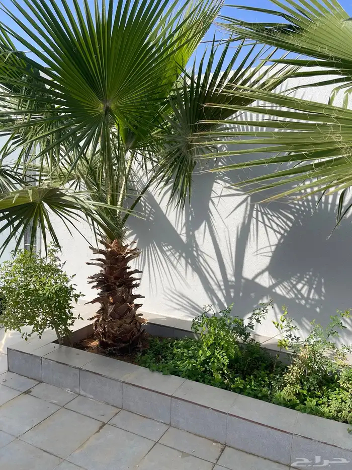 نخل واشنطني 0