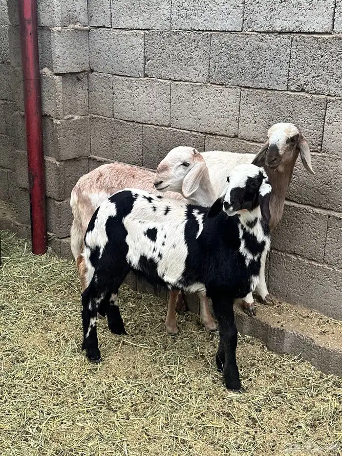 بهم هجين تيلاد 4