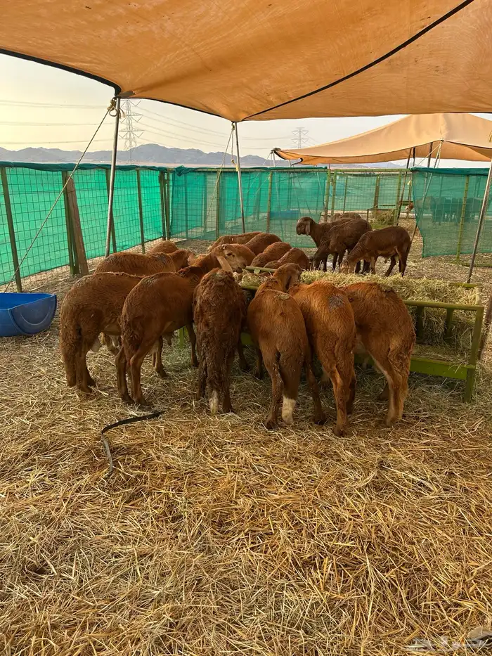 طليان سواكني حمري للمناسبات والعقيقة 0