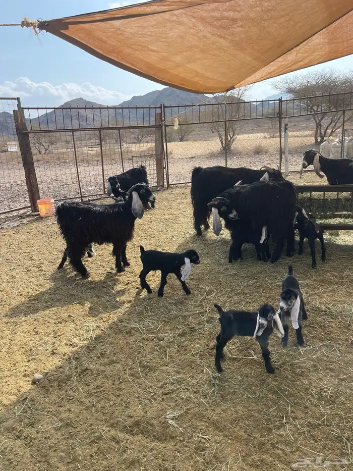 معزا ( تم البيع ) 5