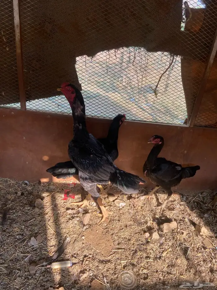 دجاج شامو اسود لاماع 7