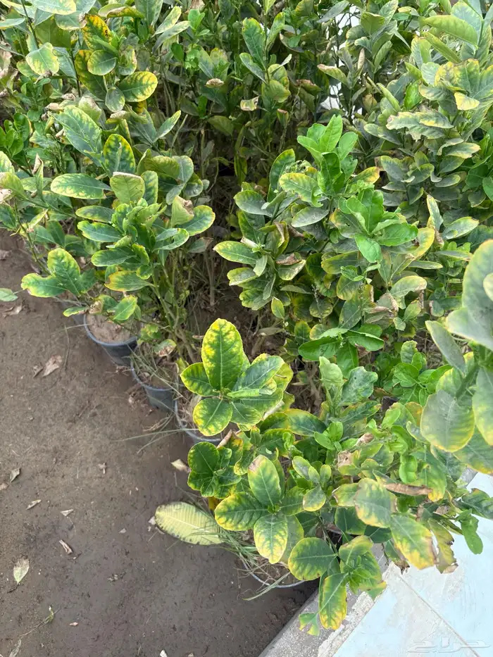 شتلات ليمون وبرتقال وفواكه مشتل 0