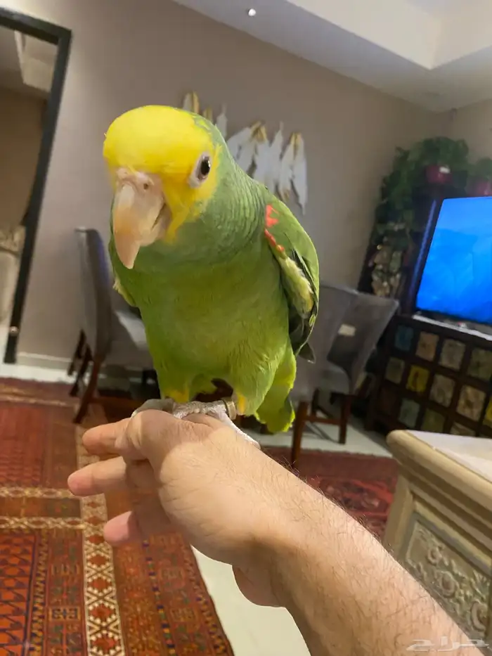 فرخ دبل يلو هيد ماجنا متكلم وهدد 1