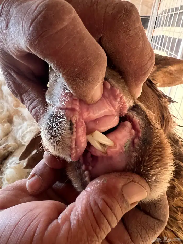 نعيميه معه رخل للبيع 2