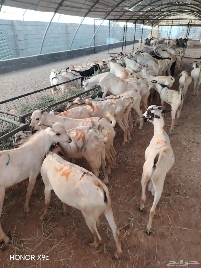 تيوس صومالية جذعان جملة وتفريد 1