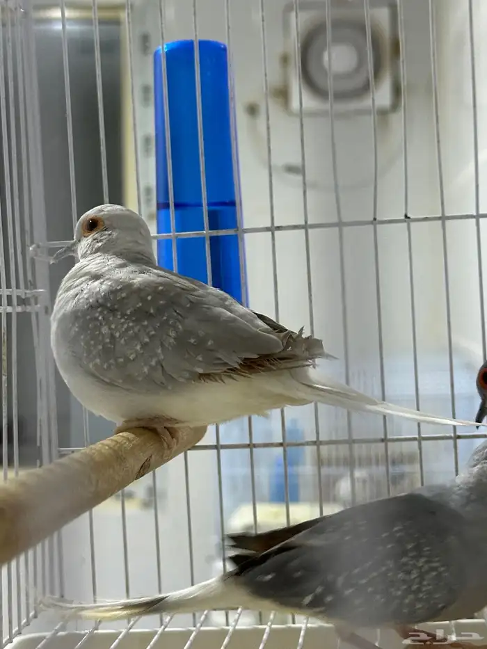 يمام ماسي زوجين على الشرط 5