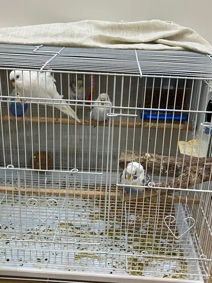 طيور البادجي (طيور الحب ). ( 2 ) 0