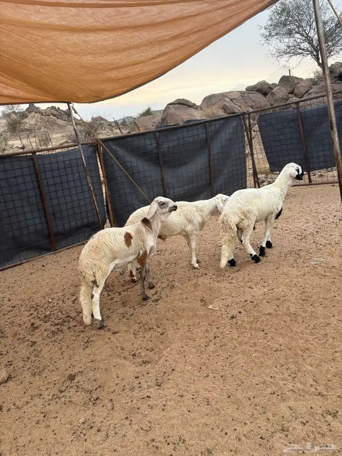 سواكن شبيه الحري تم البيع 0