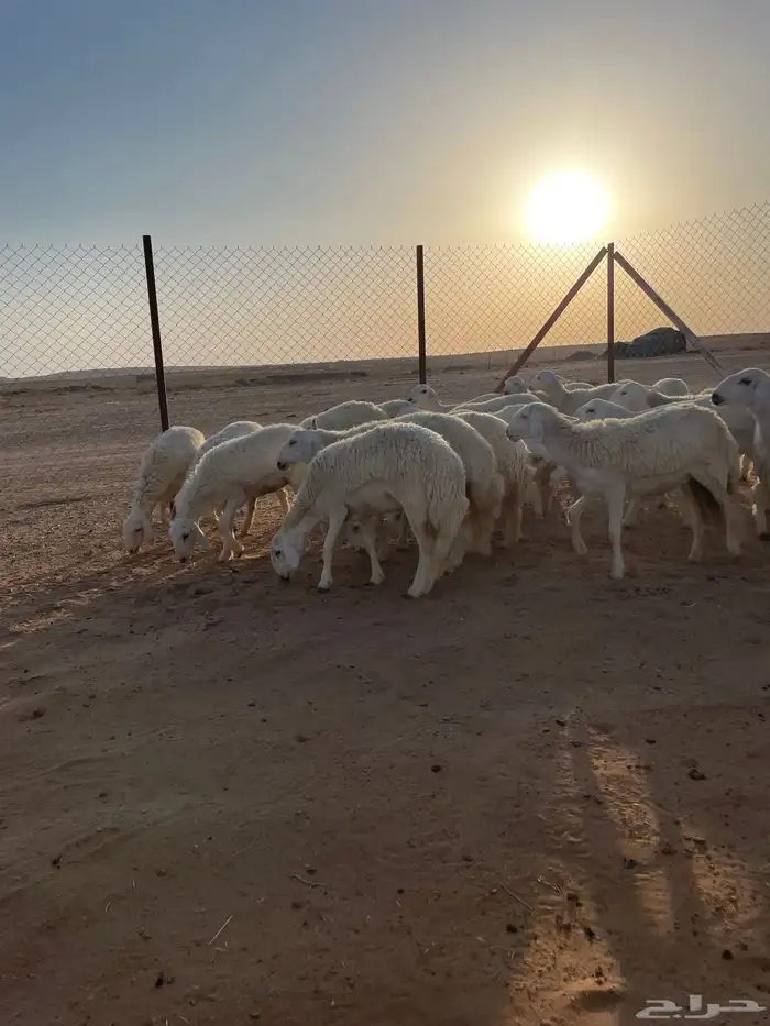 (رخال حريات مضاريع) 2