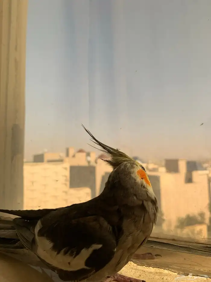 كروان اليف كوكاتيل للبيع 3