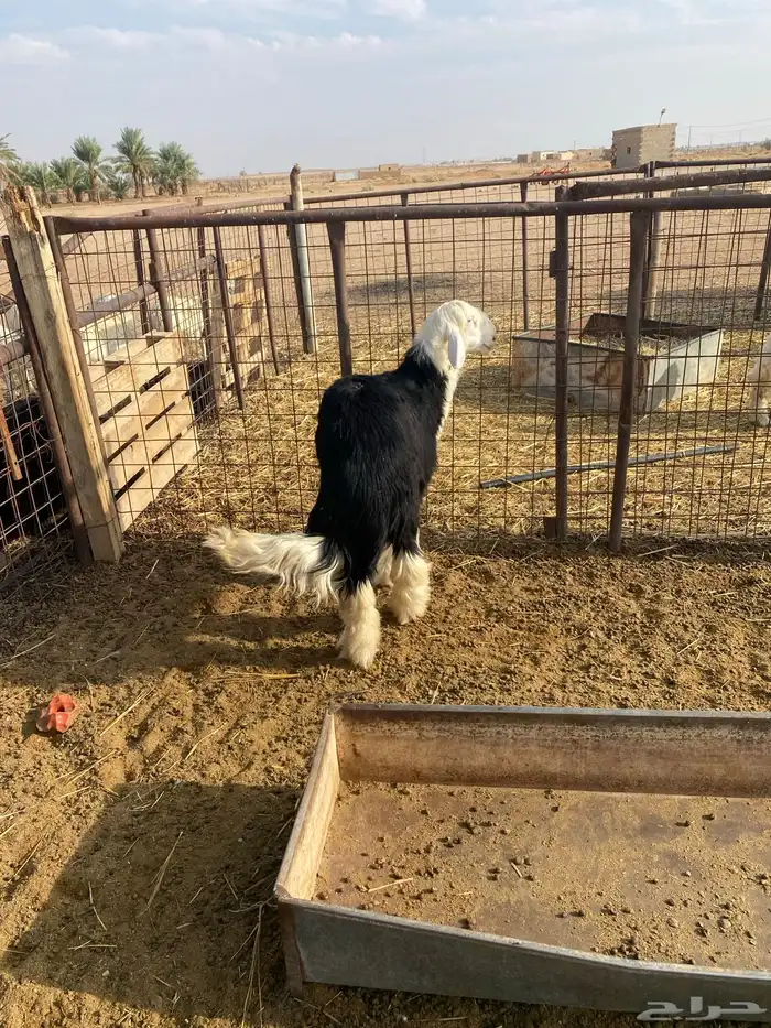 ثلاث خرفان ورخل 6