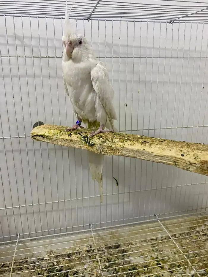 جوز كروان البينو 5