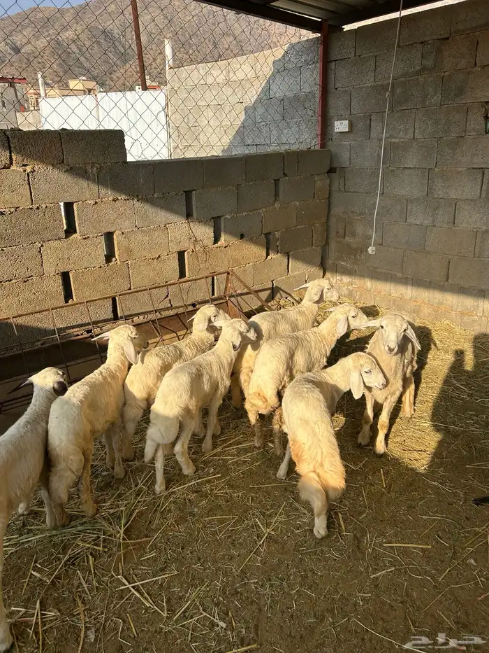 قلوه تهامه 2