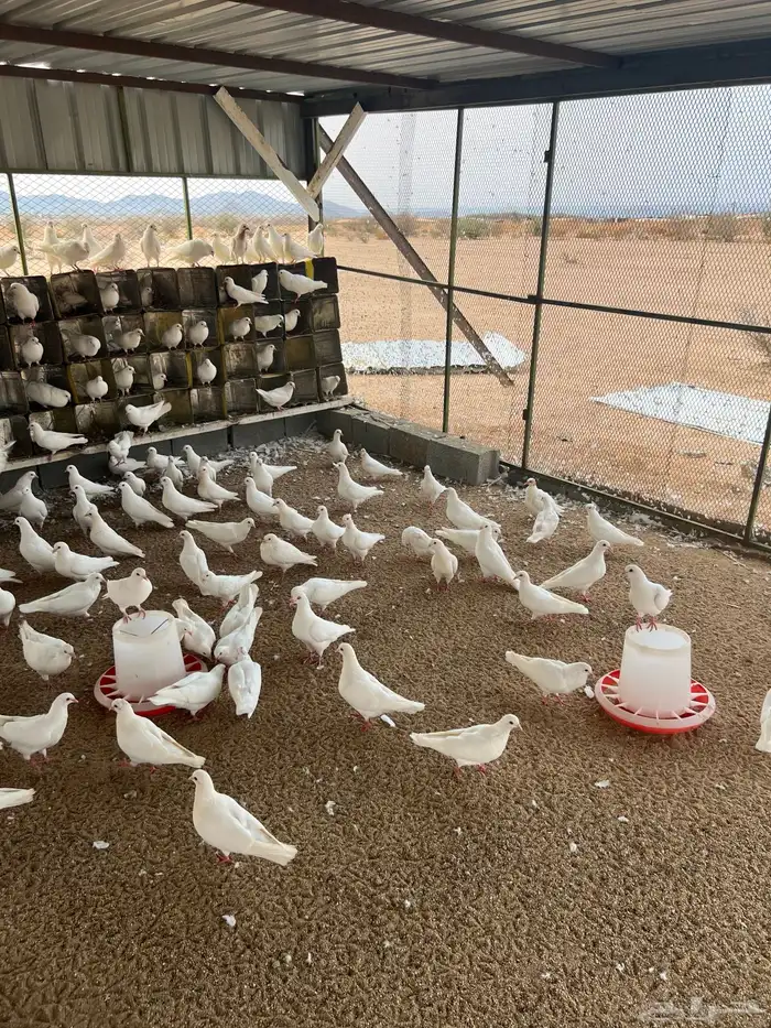 حمام فرنسي جامبو للبيع 1