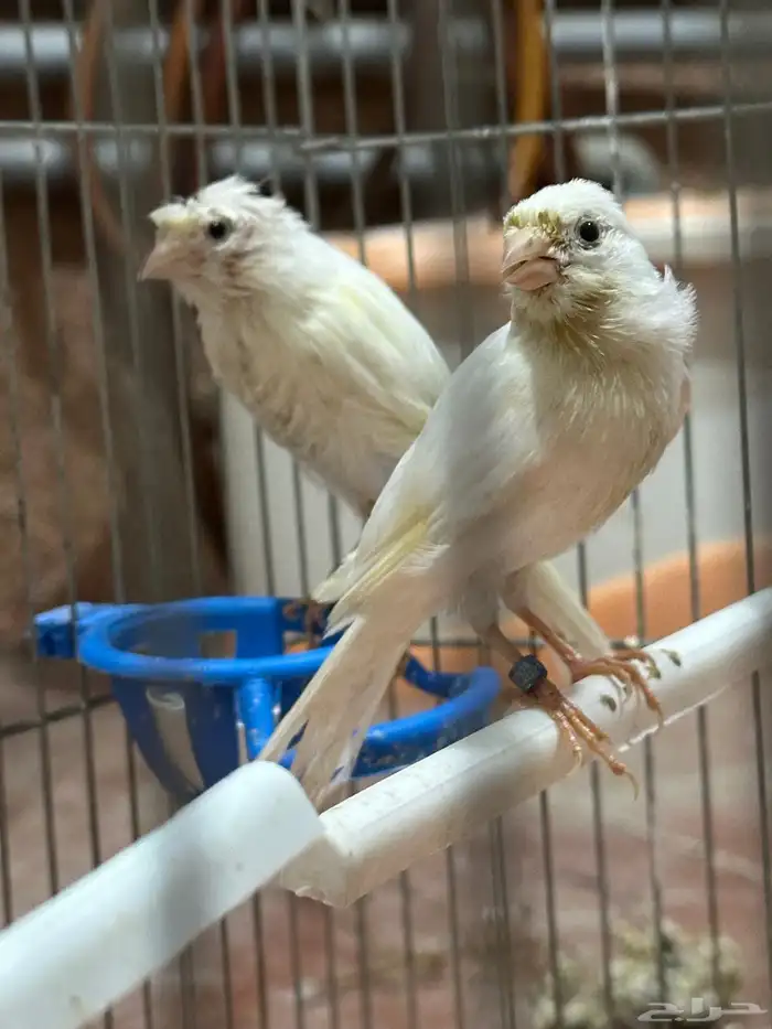 جوز كناري سوري منتج مع فرخين 1