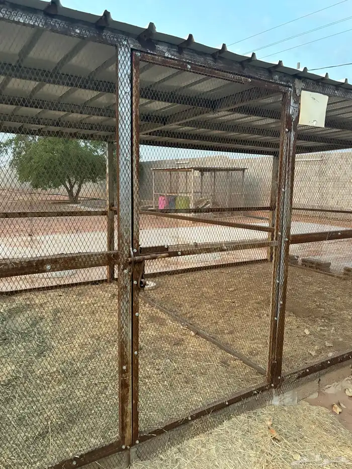 عشة حمام 6 3 3