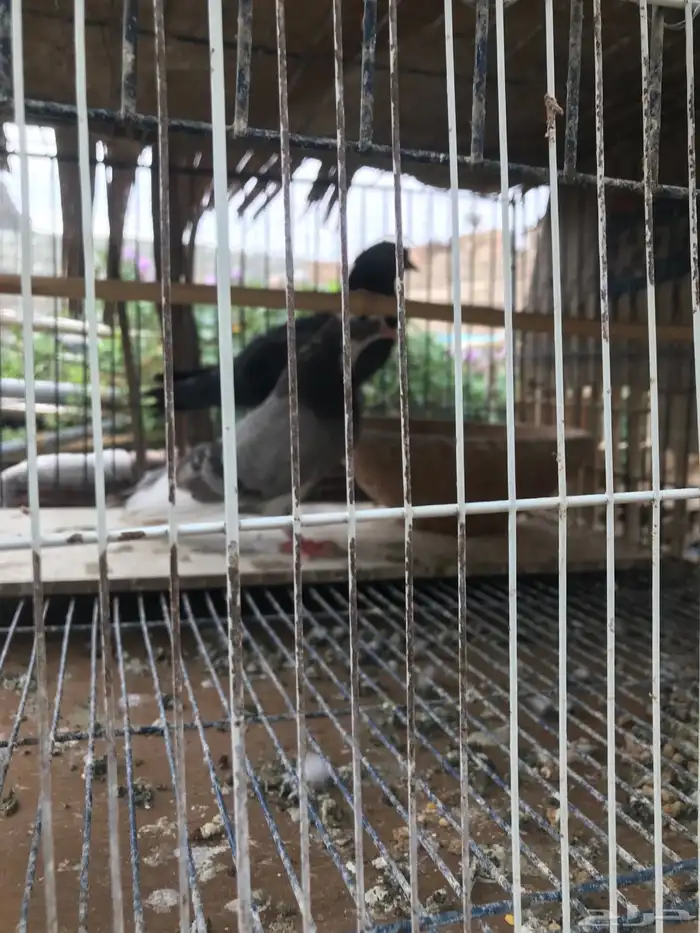 صنعاني اصيل شيبه صوت ناعم وحجم صغير 12