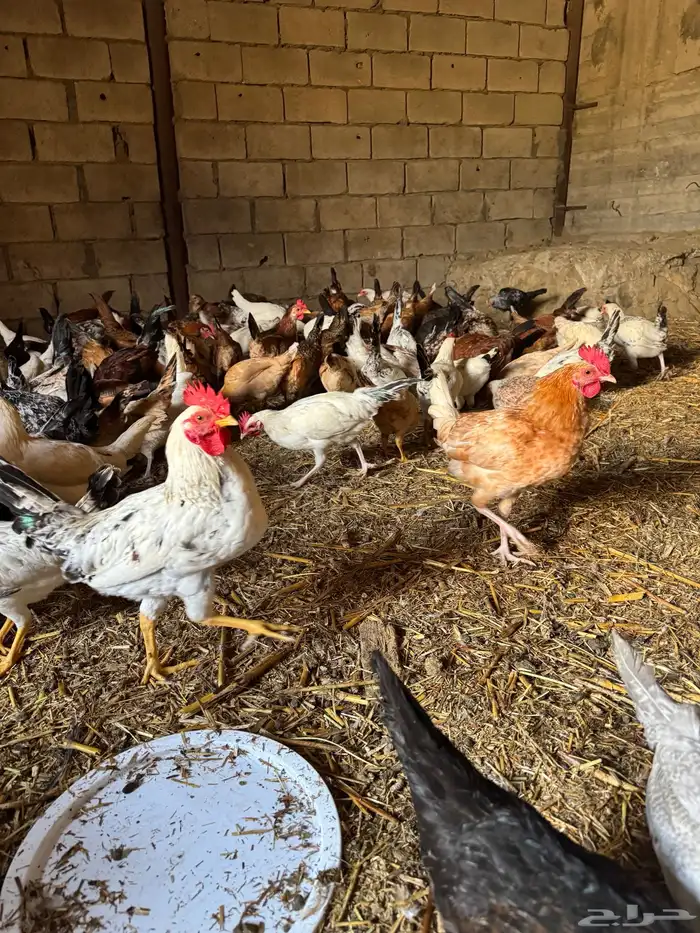 60 ديك بلدي وفيومي وفرنسي تزيد تنقص 0