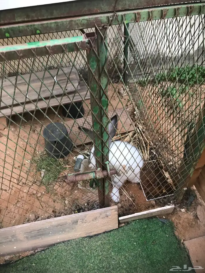 ارنب انثى للبيع 0