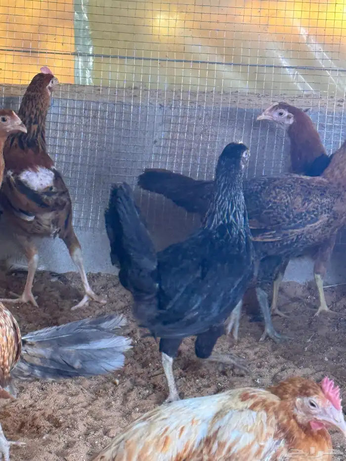 دجاج بلدي العمر 3 شهور 4