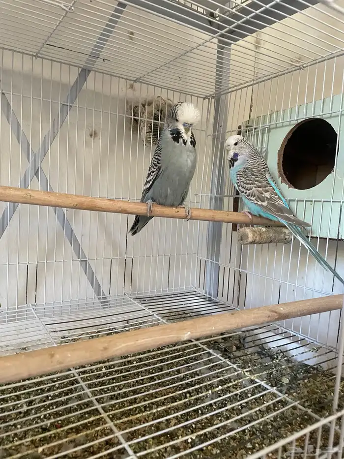 ثلاث ازواج باجي انجليزي وزوجين استرالي 0