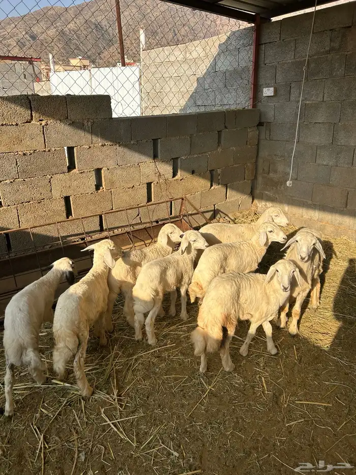 قلوه تهامه 1