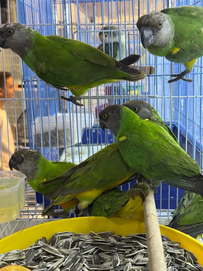 سنقالي - يويو 4