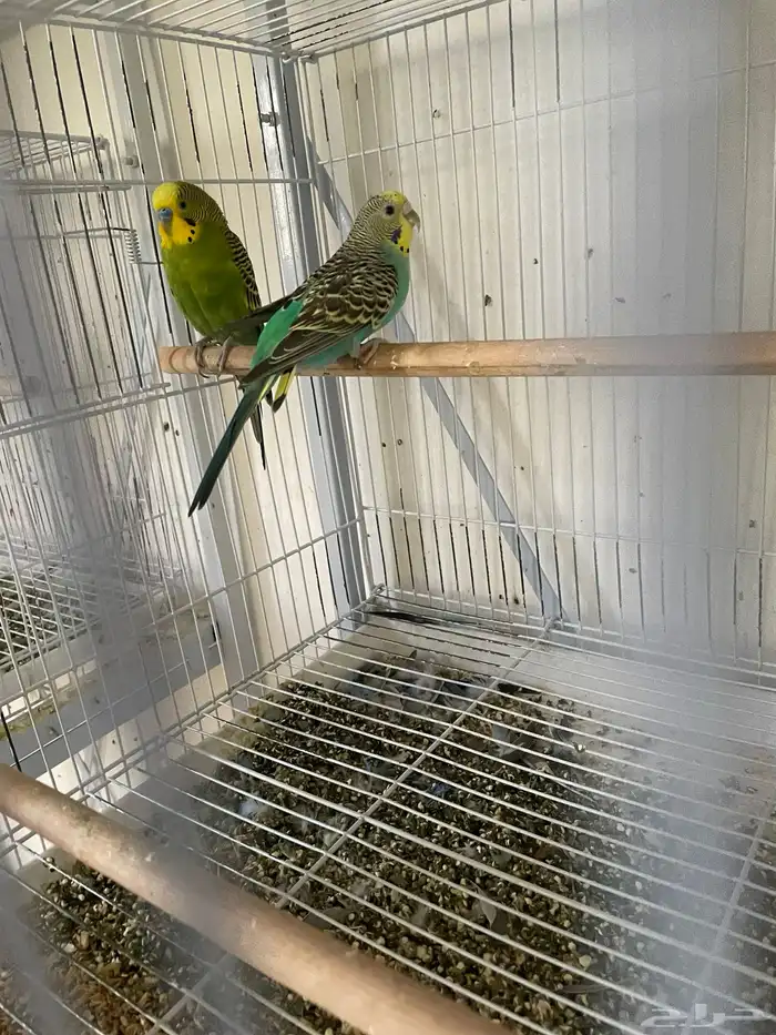 ثلاث ازواج باجي انجليزي وزوجين استرالي 6