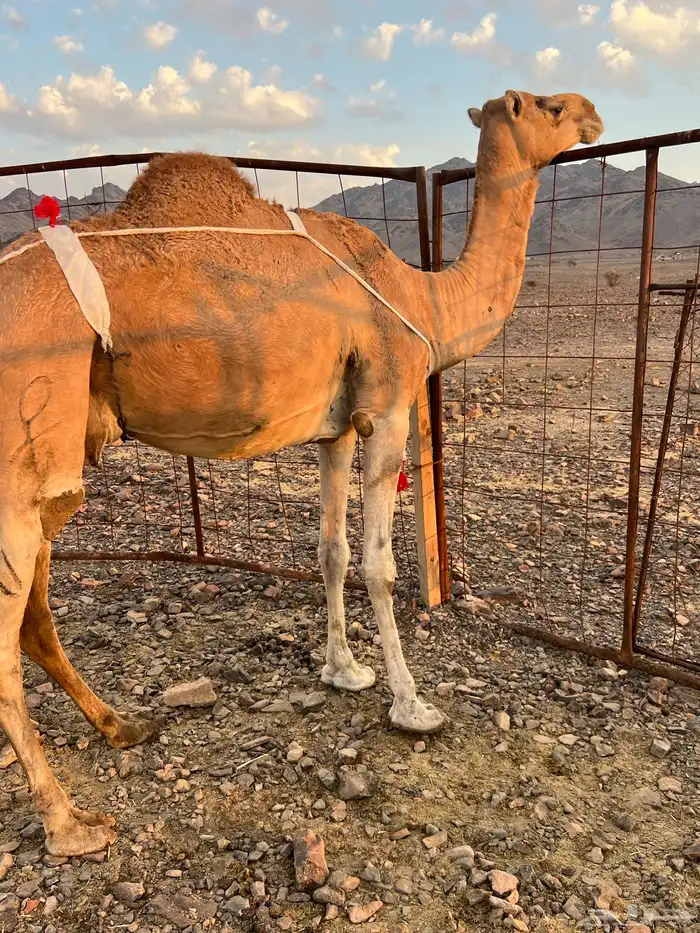 خلفه حمرا مجموع مجموع ب 11800 يبلاش 0