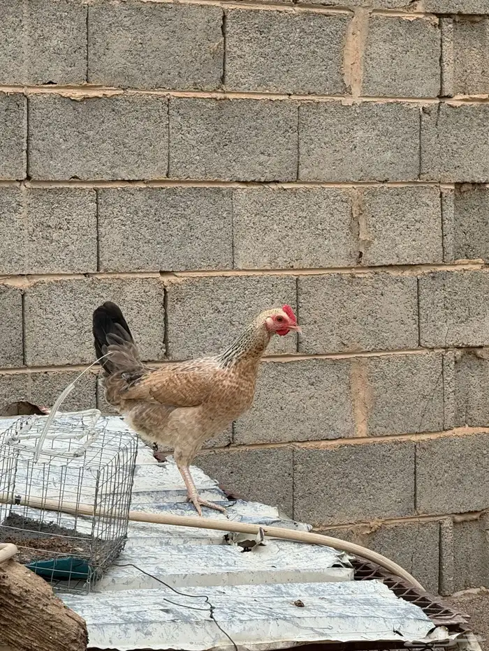 دجاج للبيع 7