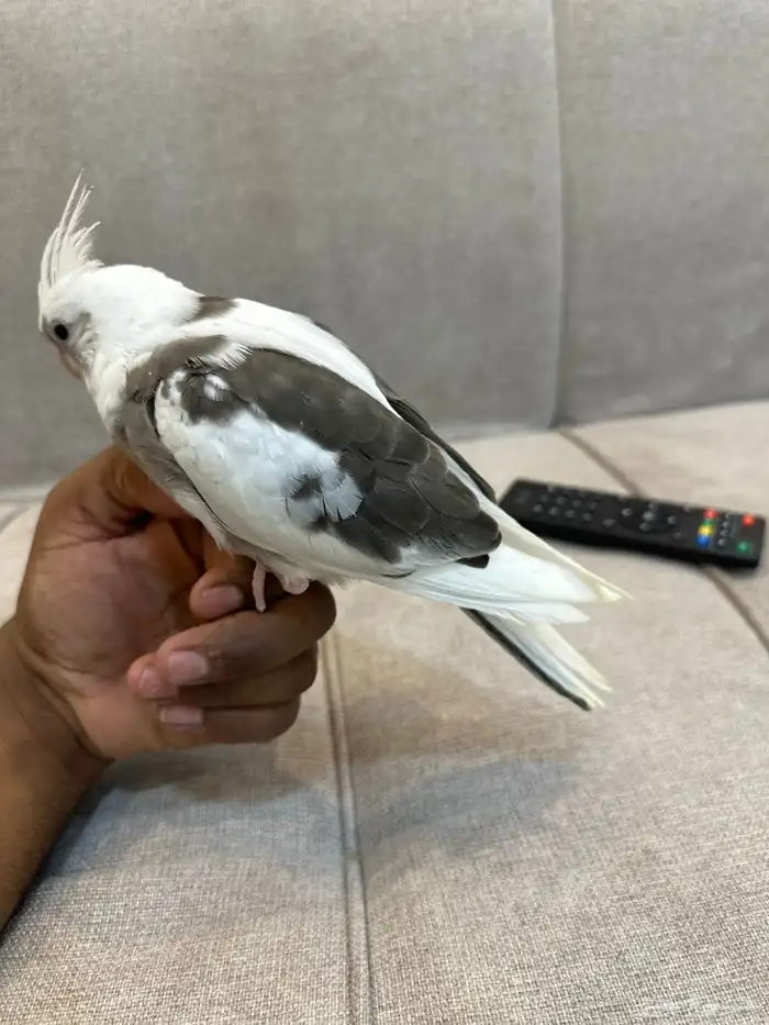 للبيع فرخ كروان كريمي 2