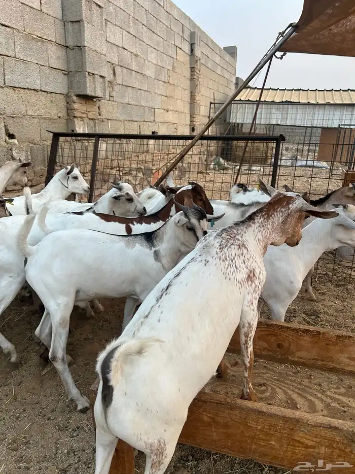 تيوس مرابي 1