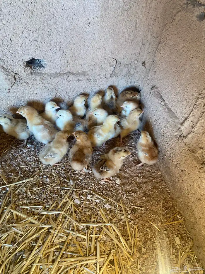 للبيع صوص تركي 0