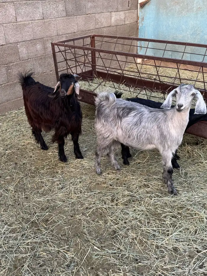 3 عنقان من حلالي سمان ونضيفه العمر حول 7شهوو 0