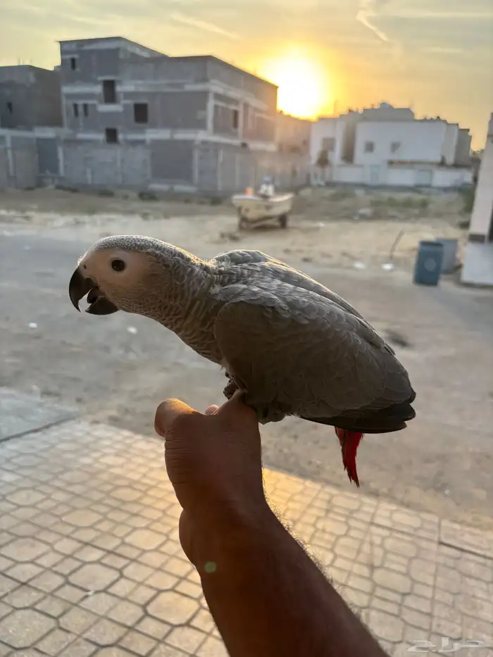 للبيع فرخ كاسكو انتاج محلي 0