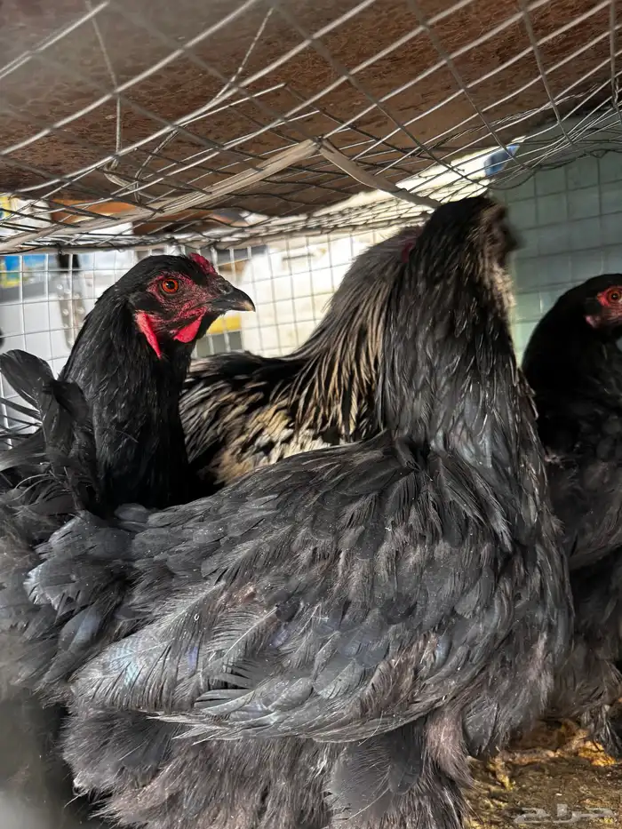 طقم دجاج براهما 2