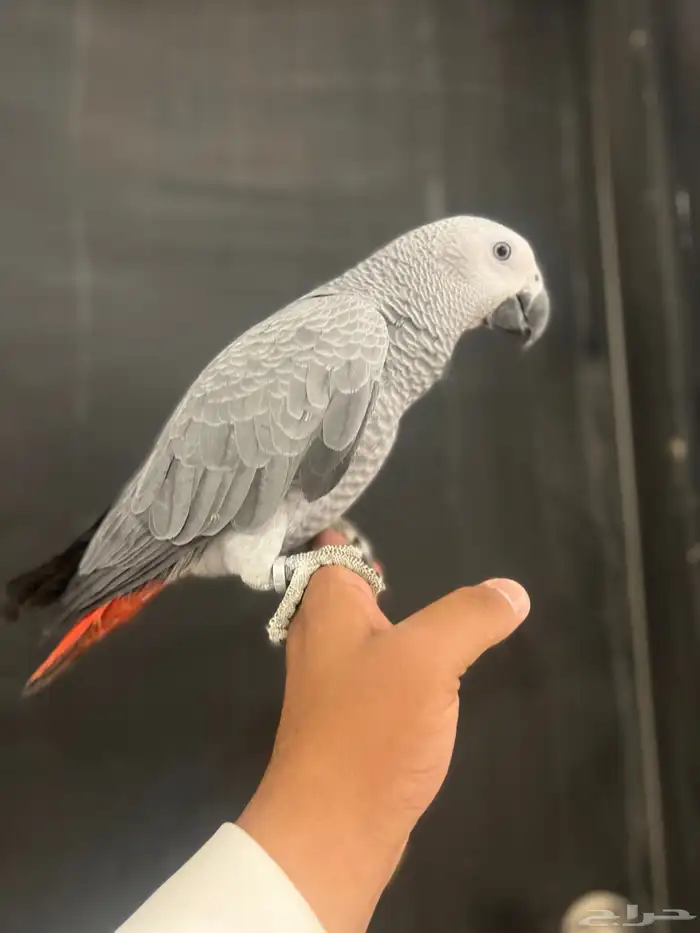 فرخ كاسكو حمامه وثلجي 2