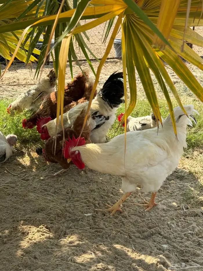 أطباق بيض تفقيس (تركي-كلومبي-فرنسي) 14