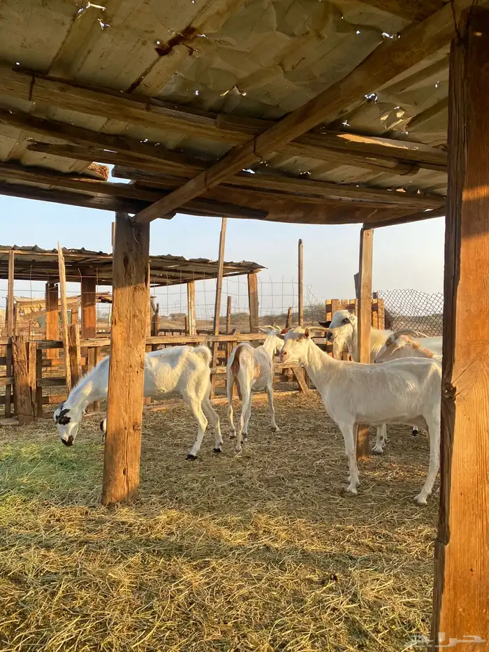 للبيع معزا بيشيات بالفحل دفيع ومضاريع 5