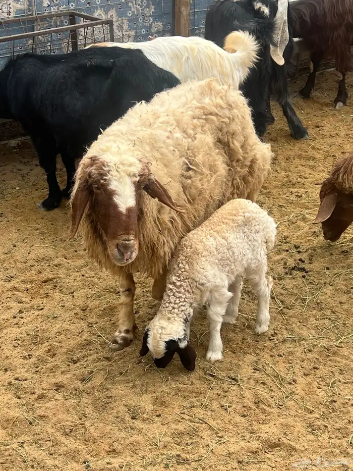 نعيميه معه رخل للبيع 0