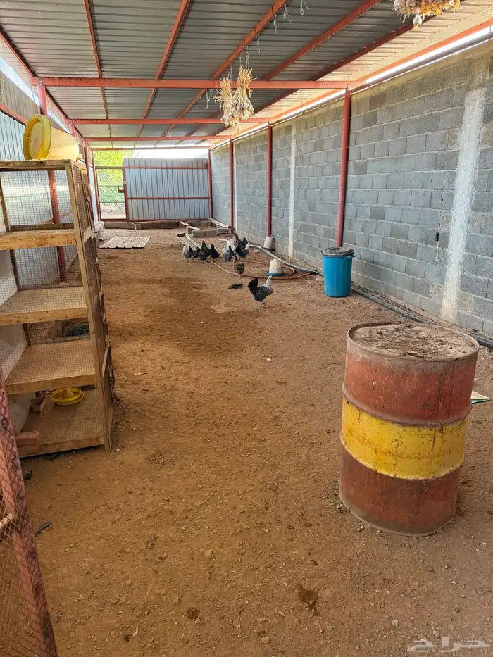 دجاج فيومي بياض وديوك ومعة نوع ثاني بلدي ماهو واج ومعة ديوك 0